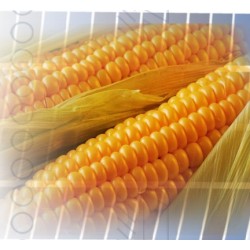 OPS 5  BALYALAMA MAKİNESİ